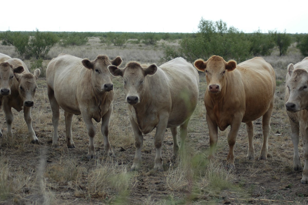 bred charolais cross heifers